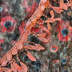Colorful Floral Veils